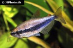 inpaichthys kerri inpaichthys kerri