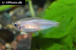 inpaichthys kerri pink inpaichthys kerri pink