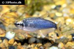 inpaichthys species belem inpaichthys species belem