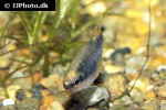 inpaichthys species belem inpaichthys species belem