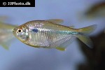 jupiaba abramoides jupiaba abramoides