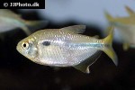 jupiaba abramoides jupiaba abramoides