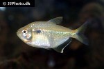 jupiaba abramoides jupiaba abramoides