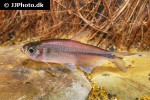 knodus species serra do cachimbo knodus species serra do cachimbo