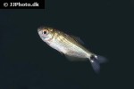markiana nigripinnis markiana nigripinnis