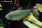 markiana nigripinnis markiana nigripinnis