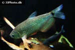 markiana nigripinnis markiana nigripinnis