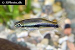 mimagoniates lateralis mimagoniates lateralis