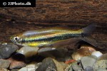 mimagoniates lateralis mimagoniates lateralis