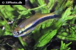 mimagoniates lateralis mimagoniates lateralis