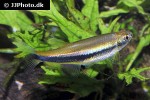 mimagoniates lateralis mimagoniates lateralis