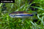mimagoniates lateralis mimagoniates lateralis