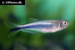 mimagoniates microlepis mimagoniates microlepis