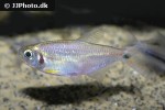 mimagoniates rheocharis mimagoniates rheocharis