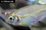 mimagoniates rheocharis mimagoniates rheocharis