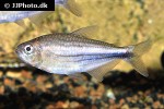 moenkhausia agnesae moenkhausia agnesae