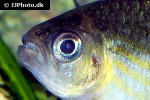 moenkhausia agnesae moenkhausia agnesae