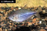 moenkhausia agnesae moenkhausia agnesae