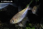moenkhausia agnesae moenkhausia agnesae