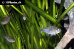 moenkhausia agnesae moenkhausia agnesae