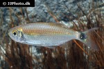 moenkhausia ceros moenkhausia ceros