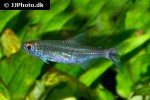 moenkhausia ceros moenkhausia ceros