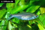 moenkhausia ceros moenkhausia ceros