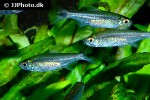 moenkhausia ceros moenkhausia ceros