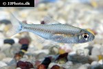 moenkhausia ceros moenkhausia ceros