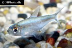 moenkhausia ceros moenkhausia ceros