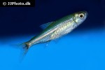 moenkhausia ceros moenkhausia ceros