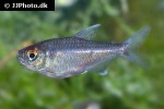 moenkhausia cf pyrophthalma moenkhausia cf pyrophthalma