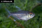 moenkhausia cf pyrophthalma moenkhausia cf pyrophthalma