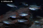 moenkhausia collettii moenkhausia collettii