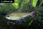 moenkhausia collettii moenkhausia collettii