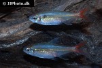 moenkhausia collettii moenkhausia collettii