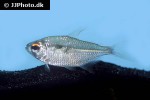 moenkhausia conspicua moenkhausia conspicua
