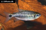 moenkhausia cosmops moenkhausia cosmops