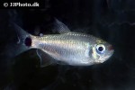 moenkhausia cosmops moenkhausia cosmops