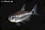 moenkhausia cosmops moenkhausia cosmops