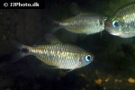 moenkhausia cosmops moenkhausia cosmops
