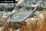 moenkhausia costae moenkhausia costae