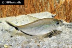 moenkhausia costae moenkhausia costae