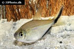 moenkhausia costae moenkhausia costae