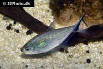 moenkhausia costae moenkhausia costae