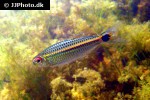moenkhausia cotinho moenkhausia cotinho