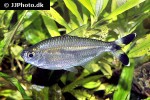 moenkhausia dichroura moenkhausia dichroura