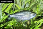 moenkhausia dichroura moenkhausia dichroura
