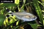 moenkhausia dichroura moenkhausia dichroura