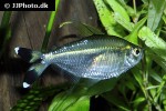 moenkhausia dichroura moenkhausia dichroura